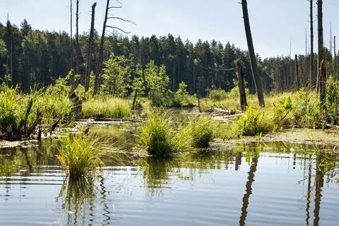 Lake in the forest Stock Photos