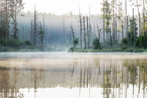 Lake in the forest Stock Photos