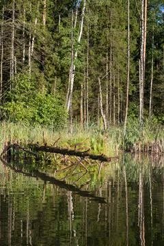 Lake in the forest Stock Photos