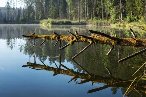 Lake in the forest Stock Photos