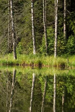 Lake in the forest Stock Photos