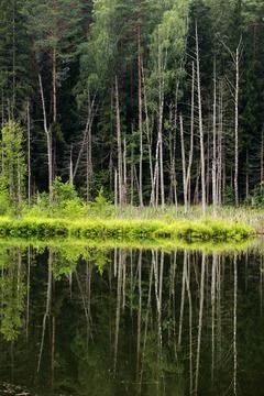 Lake in the forest Stock Photos
