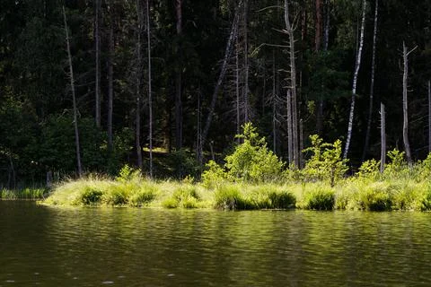 Lake in the forest Stock Photos