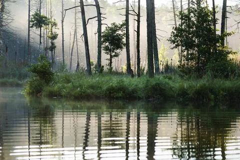 Lake in the forest Stock Photos