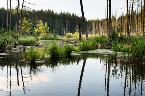 Lake in the forest Stock Photos