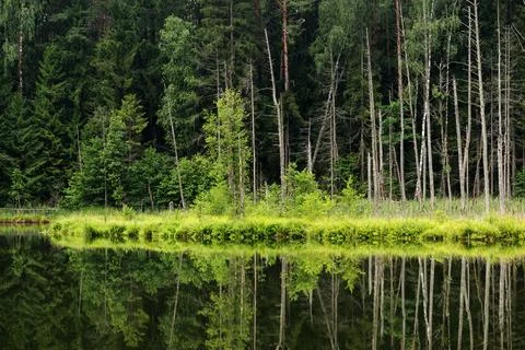 Lake in the forest Stock Photos