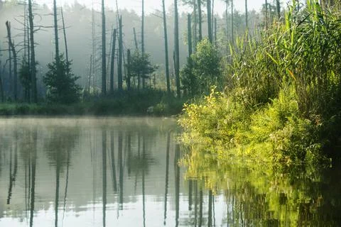 Lake in the forest Stock Photos