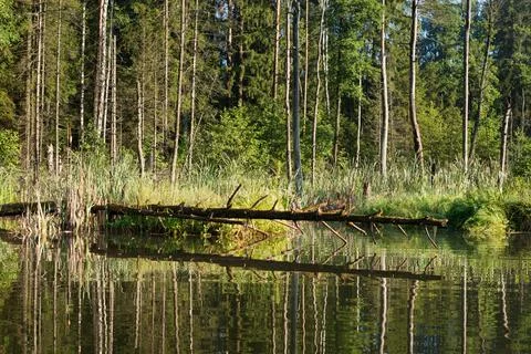 Lake in the forest Stock Photos