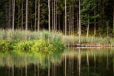 Lake in the forest Stock Photos
