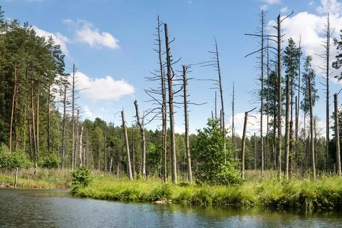 Lake in the forest Stock Photos