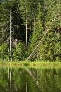 Lake in the forest Stock Photos