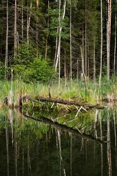 Lake in the forest Stock Photos