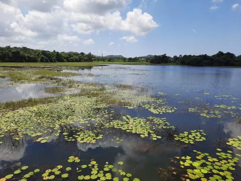 Lake in the forest.  Stock Photos