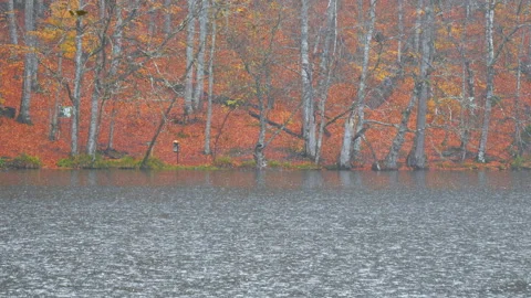 Lake in the forest on a rainy day Stock Footage 242467047