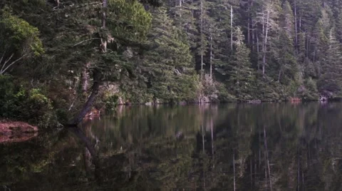 Lake Forest Reflection Pan Shot Stock Footage 48912629