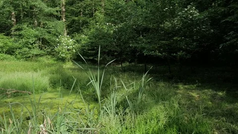 Lake Forest Reserve Stock Footage 77580037