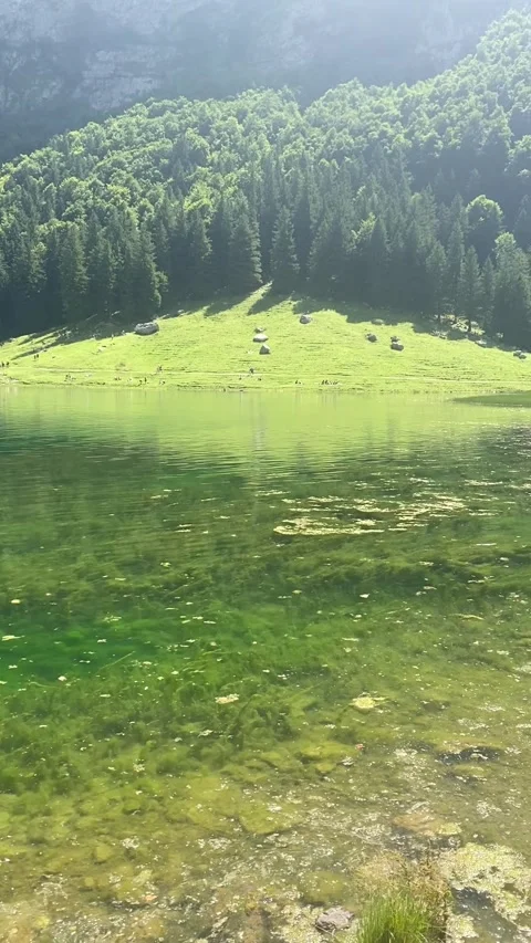 Lake in the forest in silence path around cold 動画素材 315163256