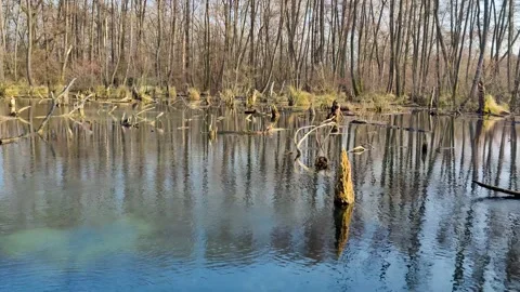 Lake in forest, a slice of nature Video stock 151440512