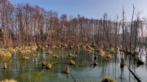 Lake in forest, a slice of nature Video stock 151440539