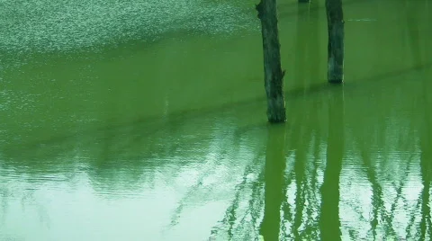 Lake in forest, spring sounds Video stock 363944
