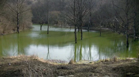 Lake in forest, spring sounds Stock-Footage 363949