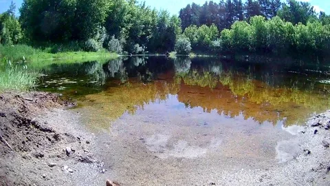 Lake in the forest in summer 2 Stock Footage 91636799