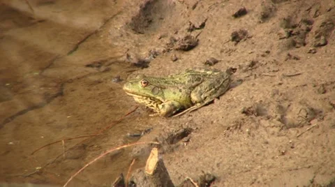 Lake frog Stock Footage 18185693