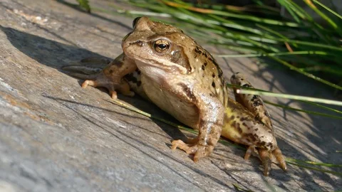 Lake Frog Video stock 113413188