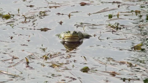 Lake frog in lake grass, front view Vídeos de archivo 240627652
