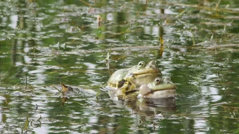 Jumpfrogs