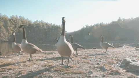 Lake With Geese 1 Stock Footage 154135714