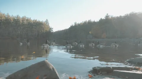 Lake With Geese 2 Stock Footage 154135304