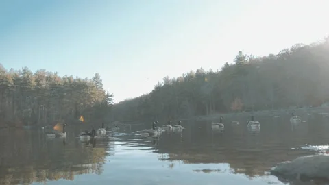 Lake With Geese 3 Stock Footage 154135363