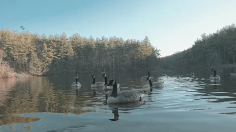 Lake With Geese 4 Stock Footage 154135682