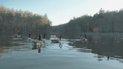 Lake With Geese 5 Stock Footage 154135670