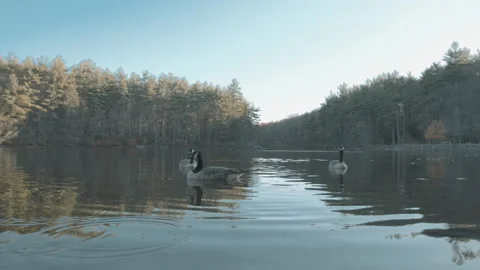 Lake With Geese 6 Stock Footage 154144085