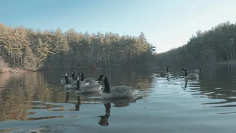 Lake With Geese 7 Stock Footage 154144044