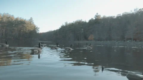 Lake With Geese 8 Stock Footage 154135935