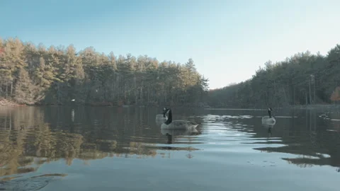 Lake With Geese 9 Stock Footage 154136053