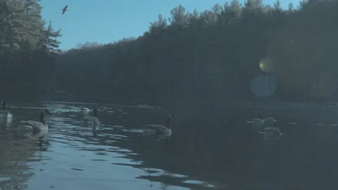 Lake With Geese HD 2 Stock Footage 153953273