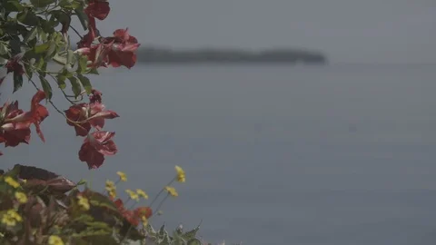 Lake Geneva flower to water pull rack focus Stock Footage 123424239