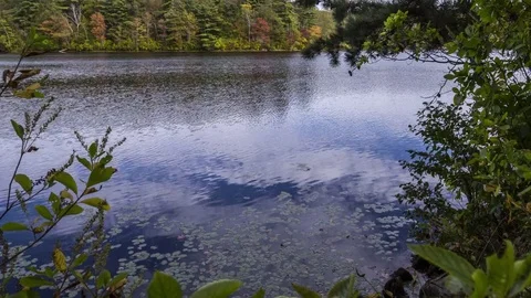 Lake, Gloucester, Fall Foliage and Treeline View, Day Tilt Up, 4k Time Lapse Stock Footage 85368867