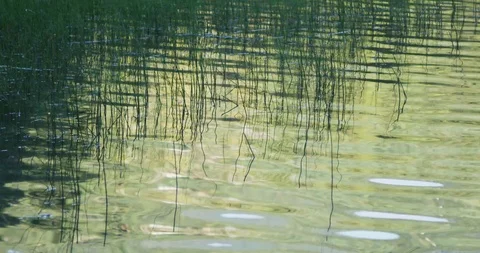 Lake Grass 1 Stock Footage 126170783