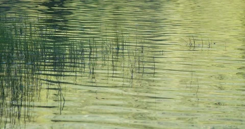 Lake Grass 2 Stock Footage 126170788