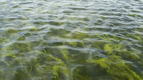 Lake Grass with Algae Stockbeeldmateriaal 38167114