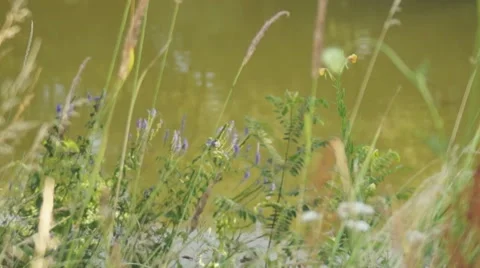 Lake, grass 動画素材 40472898