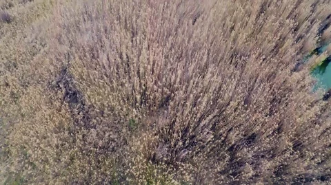 Lake with grass Stock Footage 101382417