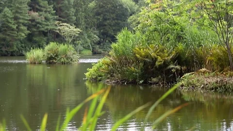 A lake with grass in the foreground Stock Footage 248267987