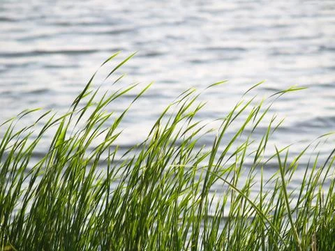 Lake grass Fotos Stock