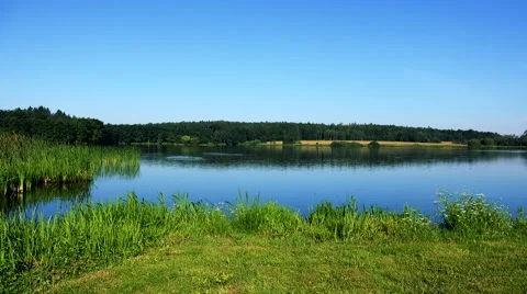 Lake with grass on the shore - forest (trees) in background - sunny day Stock Footage